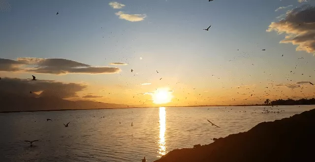 Flying Birds at Dusk