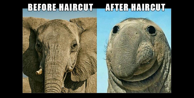 Before and after haircut meme