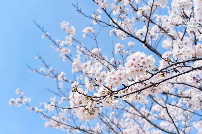 青空と桜