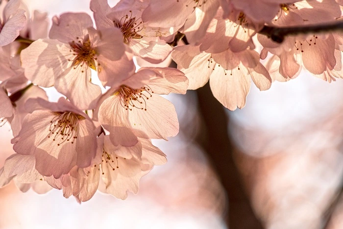 逆光桜の写真