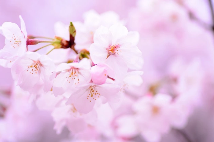 曇りの日,桜の写真の撮り方
