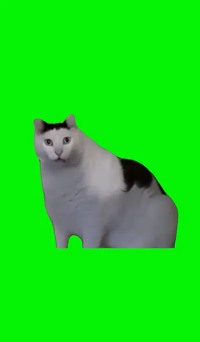 はあ?猫