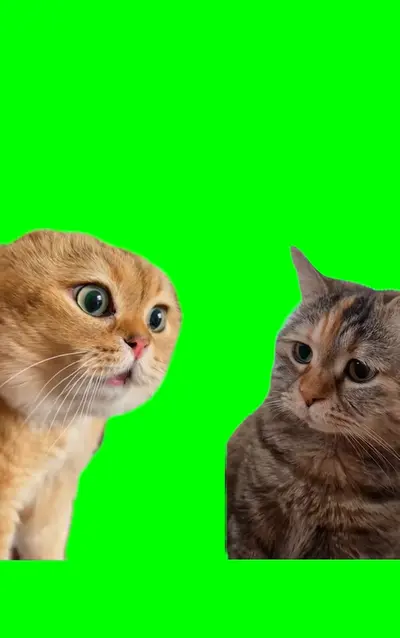 会話してる猫