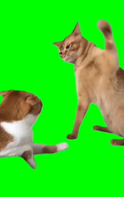 パンチ猫