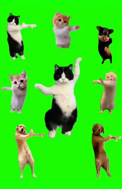 ダンス猫ピピちゃん