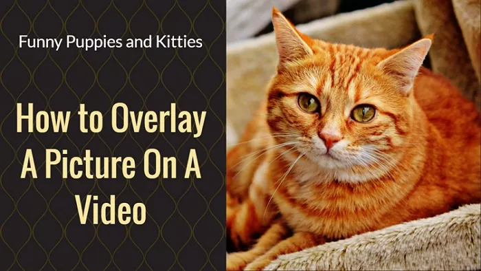 How to Overlay A Picture on A Video