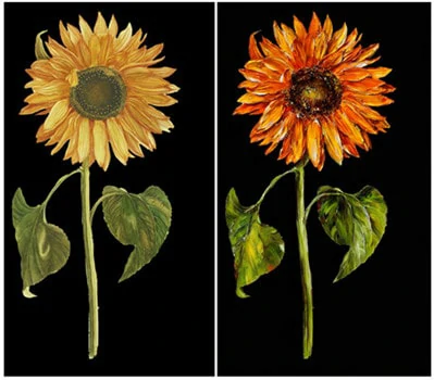 Sunflower Photo Oil Painting from Normal Photo