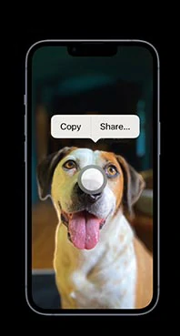 Tap and hold to remove the background from an image on iPhone with IOS 16