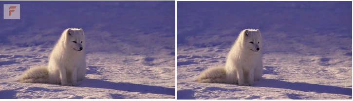 Before and After Comparison of Brand Logo Watermarked Photo