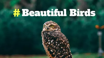 Animal Slideshow