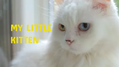 Cute Cat