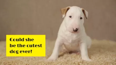 Cutest Pet