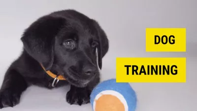 Dog Training