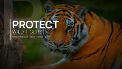 极简主义野生老虎保护科学动物视频