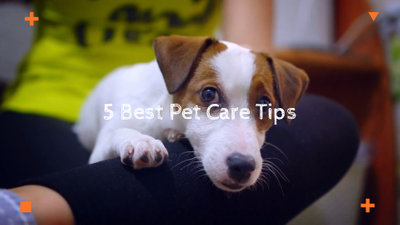 Pet Care Tips
