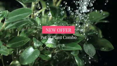 Plant Sale