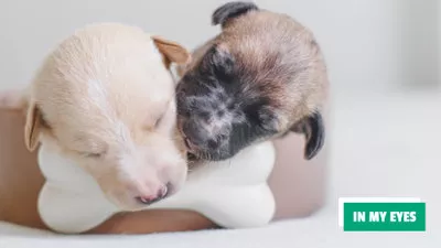 Puppy Day
