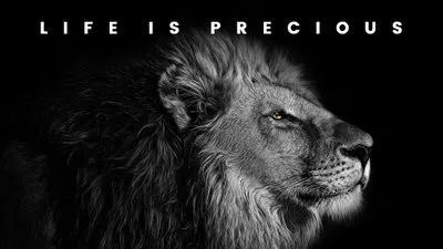 Save Wildlife