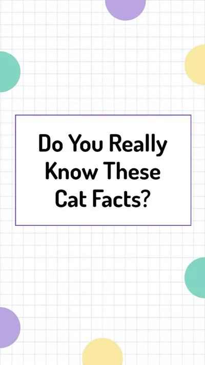 シンプルでモダンなユニバーサル猫の事実科学ビデオ