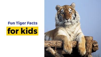 Tiger Fakten