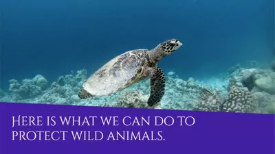 Wild Animal Protection