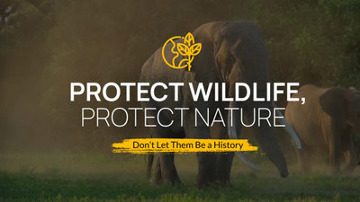 Mundo Salvajes Animales Proteccion Entorno Natural